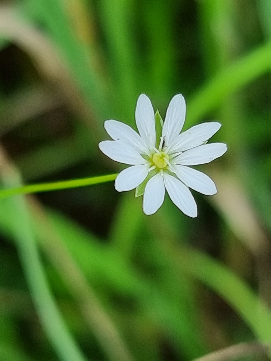 roriain's tweet photo. Out strolling on the Barrow Track along the River Barrow. Milford to Rathvinden lock. Comma & lesser stitchwort. #LeaveNoTrace #litter #lovethisplace #BarrowWay https://t.co/jDEh7va7HY