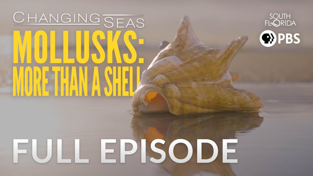 ahn_seungjoon's tweet photo. Mollusks: More than a Shell
Episode | 26m 42s | 2023/06/21 | TV-G
https://t.co/eNWVnpEp6q https://t.co/jtQzzfoHvU