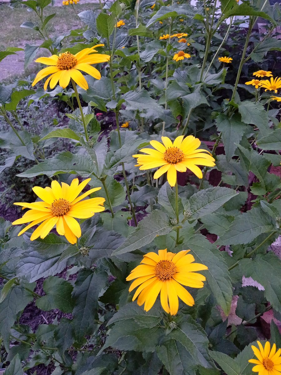 Других цветочков нет.