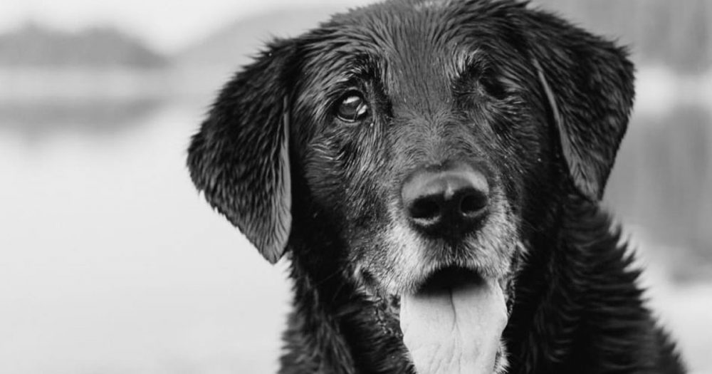 Vecino frustrado balea y mata a perrito por sus ladridos dlvr.it/Srcgmn