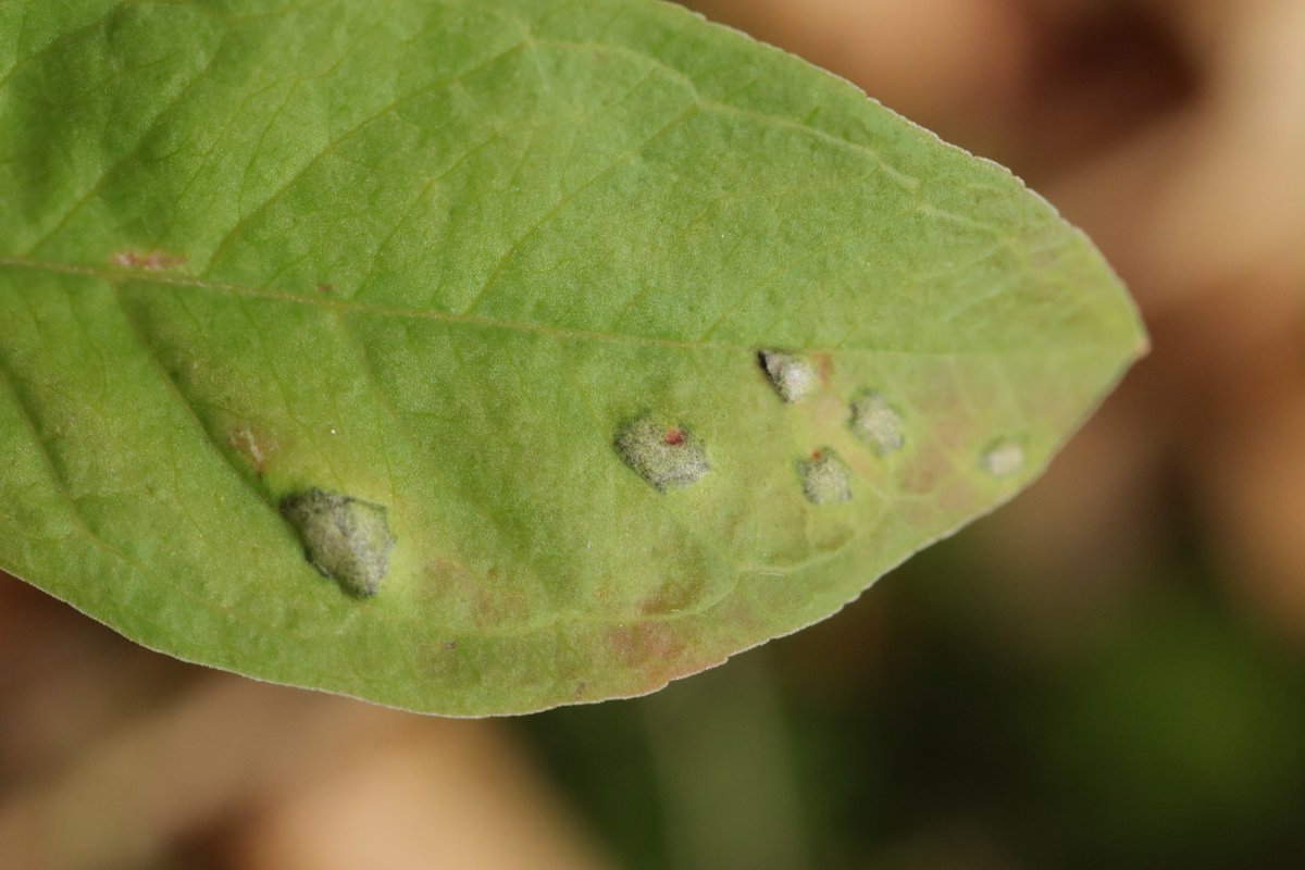 RPilze's tweet photo. Urocystis trientalis ex Trientalis europaea

#Trientaliseuropaea #Trientalis #Siebenstern #chickweedwintergreen #TrientaledEurope #Urocystis #Urocystistrientalis #smut #smutfungus #Brandpilz #Brand #mushroom #mushrooms #fungus #fungi #pilz #pilze #champignons #champignon #nature https://t.co/1kFOpkXbsa