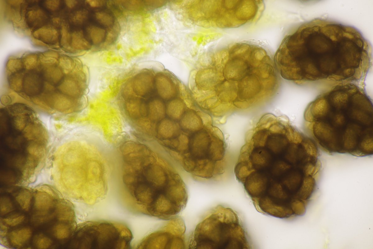 RPilze's tweet photo. Urocystis trientalis ex Trientalis europaea

#Trientaliseuropaea #Trientalis #Siebenstern #chickweedwintergreen #TrientaledEurope #Urocystis #Urocystistrientalis #smut #smutfungus #Brandpilz #Brand #mushroom #mushrooms #fungus #fungi #pilz #pilze #champignons #champignon #nature https://t.co/1kFOpkXbsa