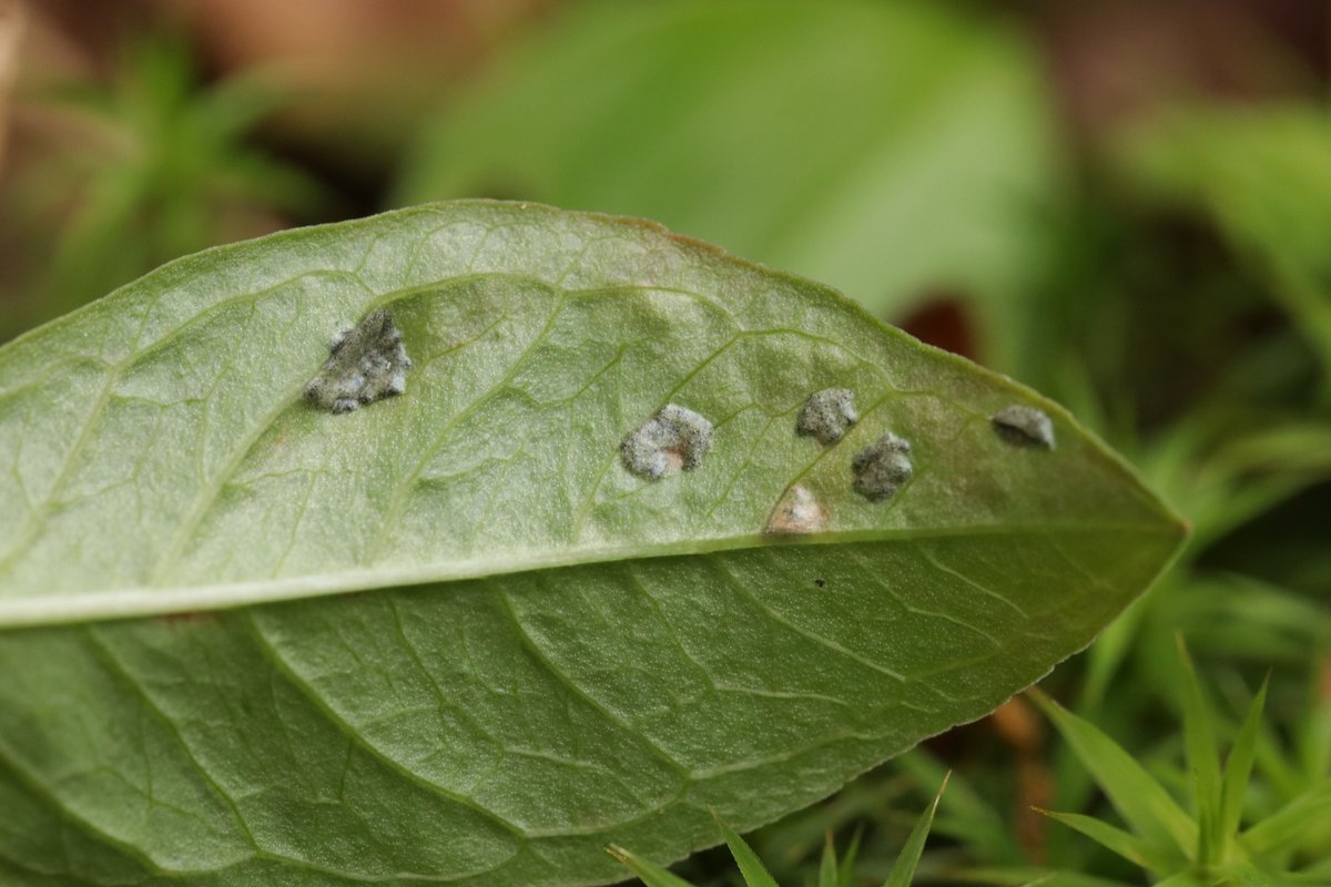 RPilze's tweet photo. Urocystis trientalis ex Trientalis europaea

#Trientaliseuropaea #Trientalis #Siebenstern #chickweedwintergreen #TrientaledEurope #Urocystis #Urocystistrientalis #smut #smutfungus #Brandpilz #Brand #mushroom #mushrooms #fungus #fungi #pilz #pilze #champignons #champignon #nature https://t.co/1kFOpkXbsa