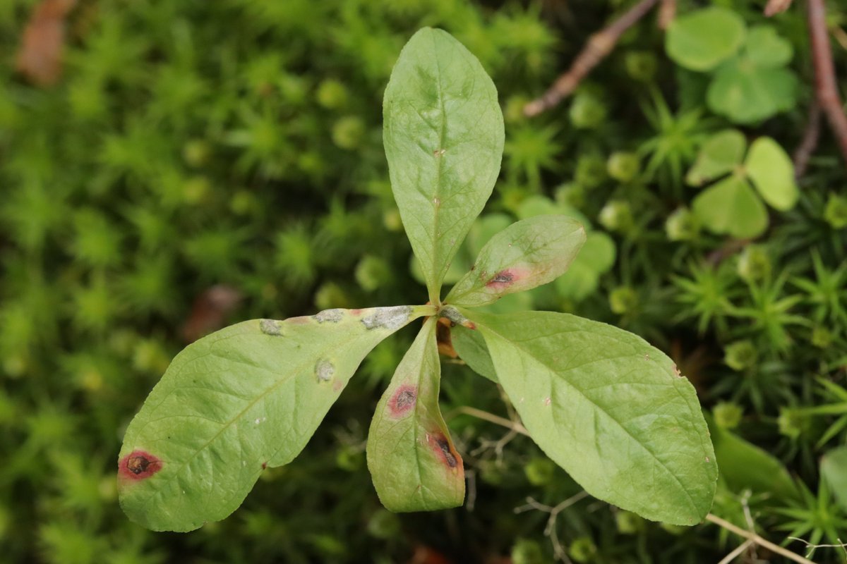 RPilze's tweet photo. Urocystis trientalis ex Trientalis europaea

#Trientaliseuropaea #Trientalis #Siebenstern #chickweedwintergreen #TrientaledEurope #Urocystis #Urocystistrientalis #smut #smutfungus #Brandpilz #Brand #mushroom #mushrooms #fungus #fungi #pilz #pilze #champignons #champignon #nature https://t.co/1kFOpkXbsa