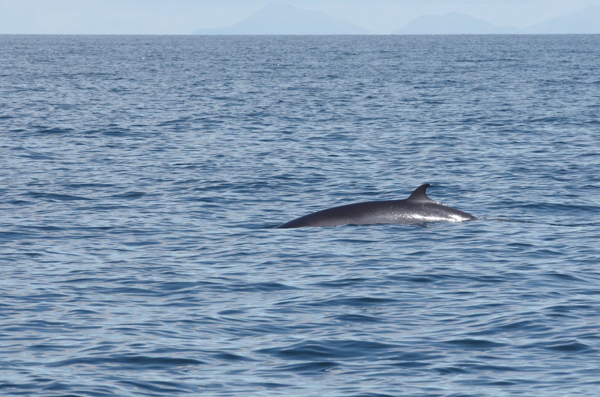 IreneBoston2's tweet photo. Looking forward to guiding aboard @Hjalmar_Bjorge again in August on one of my favourite cruise itineraries around the Inner Hebrides, searching for cetaceans, Basking Sharks and for those who know me, of course there'll be eagles!  https://t.co/0FtRxCsAO1 https://t.co/RigSH2oAQb