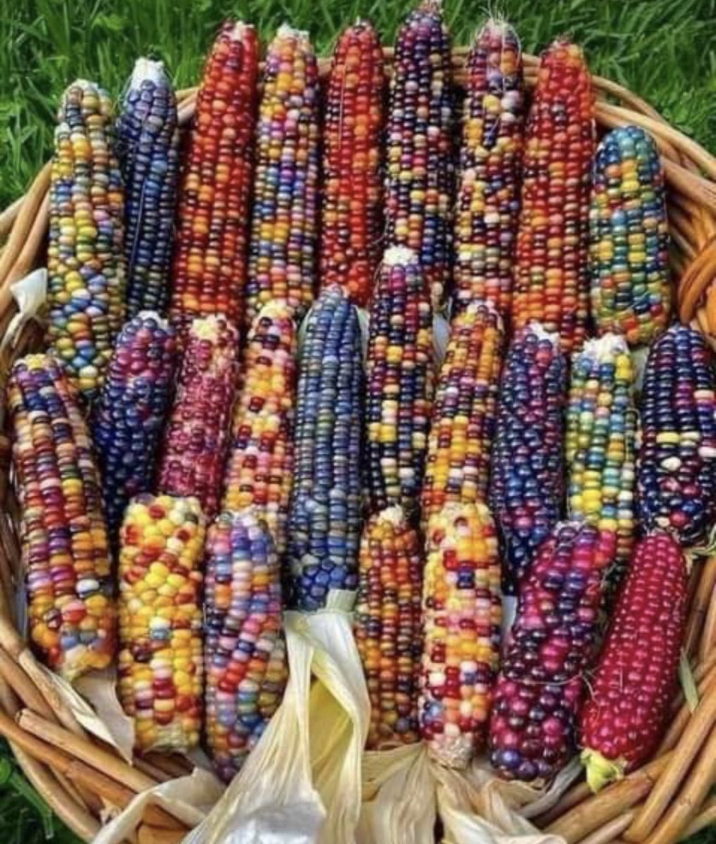 Before the monoseed.

Naturally occurring corn before it was decided that it must be yellow only (yellow/white was allowed).