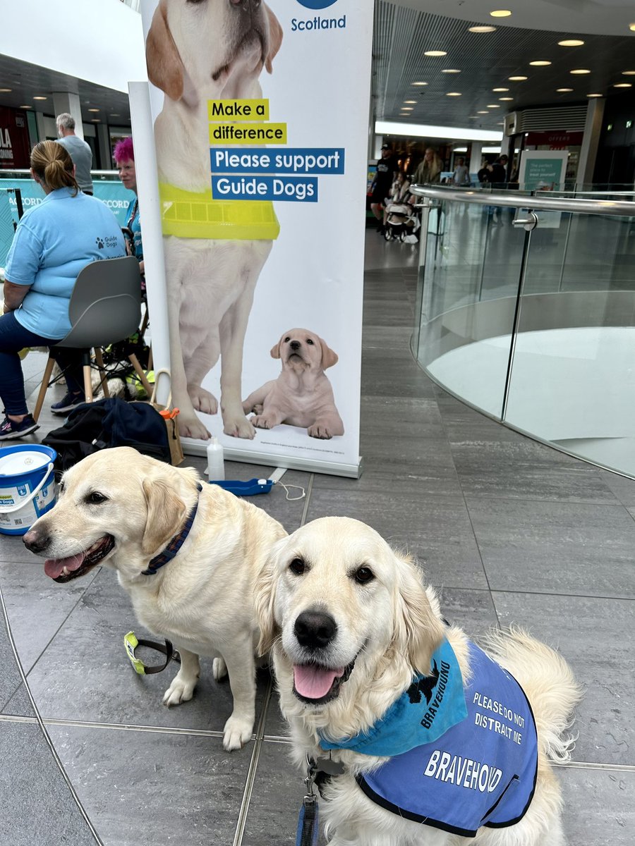 Thank you #guidedog Yaris for sharing your water bowl during a thirsty shopping visit. 
#guidedogs #guidedogsfortheblind