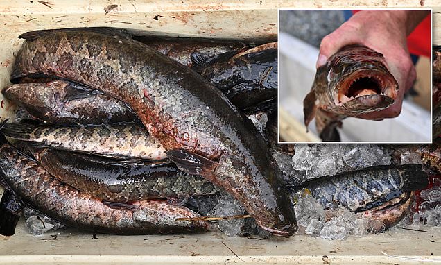 Scientists urging people to kill a type of fish that is able to live on land if they find it