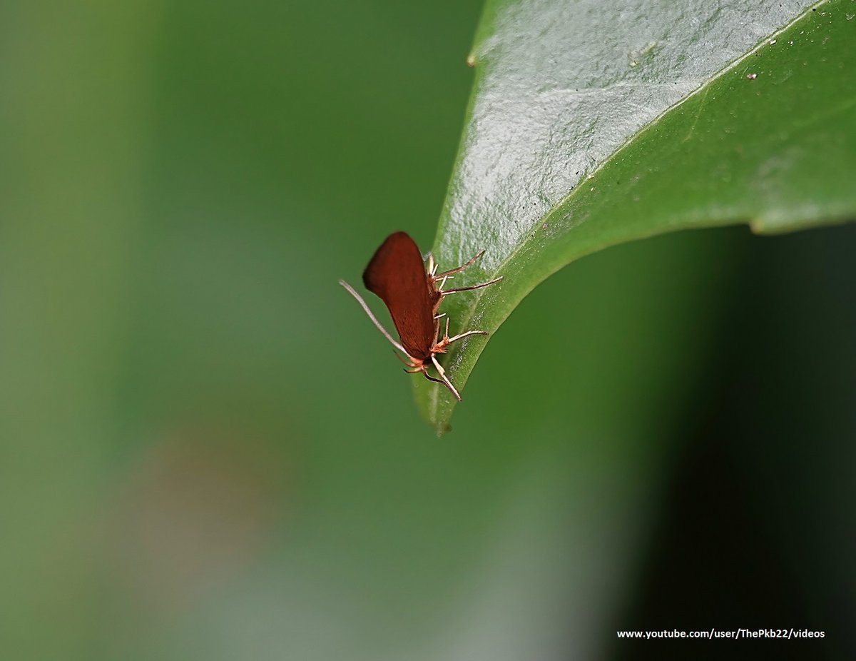 btnhovewildlife's tweet photo. This is a golden-brown Tubic (Crassa unitella) #micromoth on the tip of an ivy leaf.
ID/photo in #Brighton & #Hove by 'PK'. They have not been recorded here before; probably the 18β20mm wingspan that made them so hard to see! #Wildlife #Nature #Biodiversity #Macrophotography https://t.co/4ZAybgx1qC