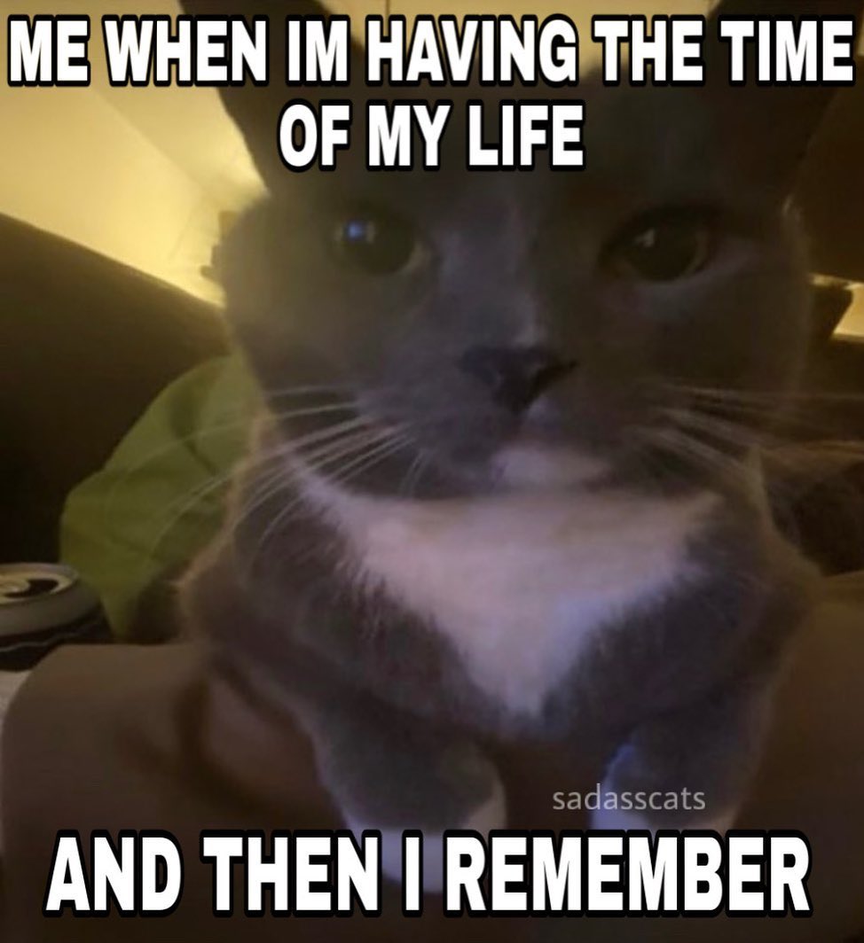 literallymecats tweet picture