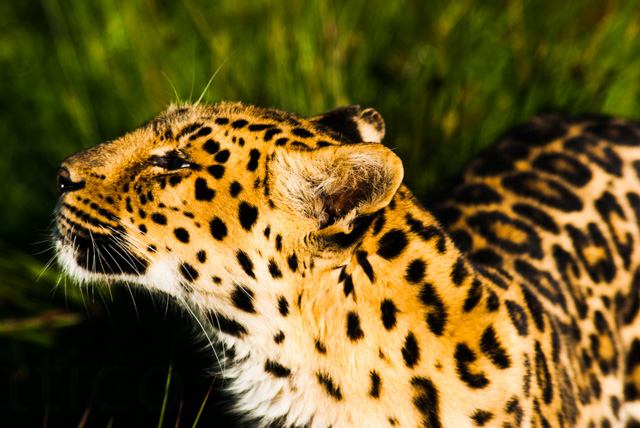 Leopard #Wildlife #Photography