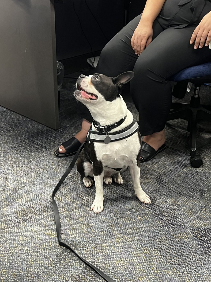 Brodie the therapy dog came to work today… new best day ever? <a href="/WAVYinterns/">WAVY-TV 10 Interns</a>
