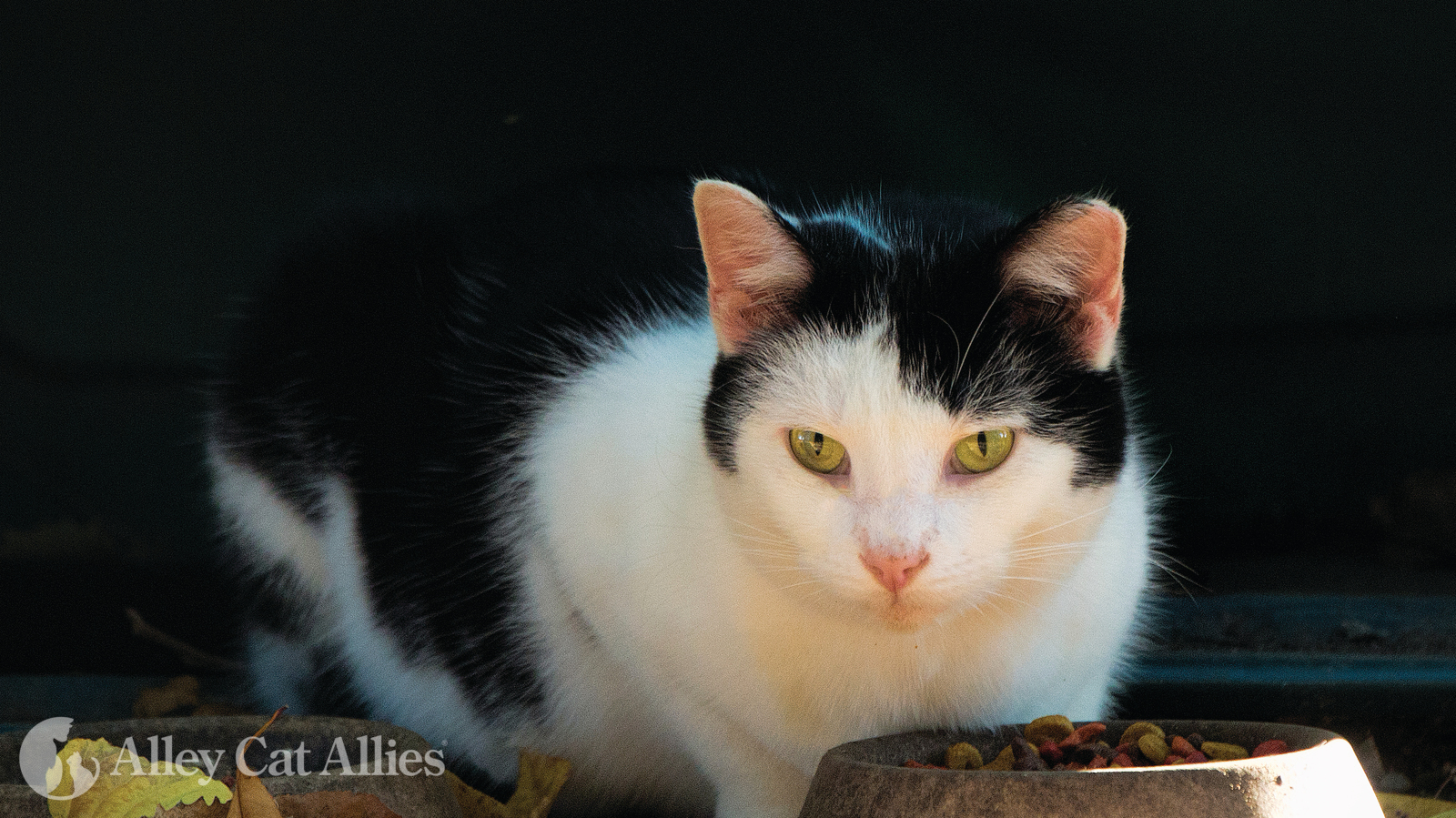 Alley Cat Allies on Twitter "Bugs can be frustrating when feeding