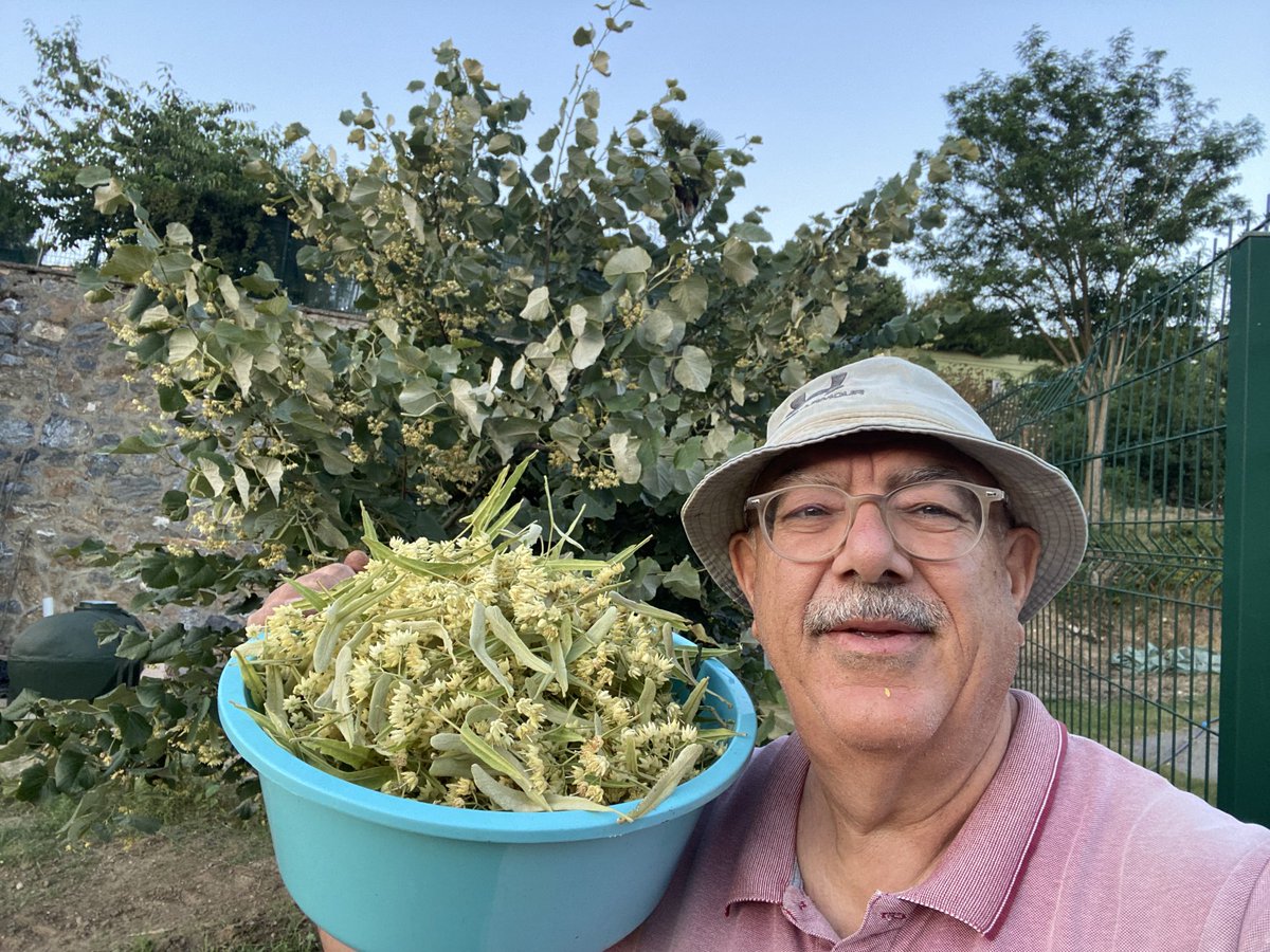 2023 Ihlamur çiçeği hasadımızı yaptık.
#Ihlamur #Lindenblüten #LimeBlossom