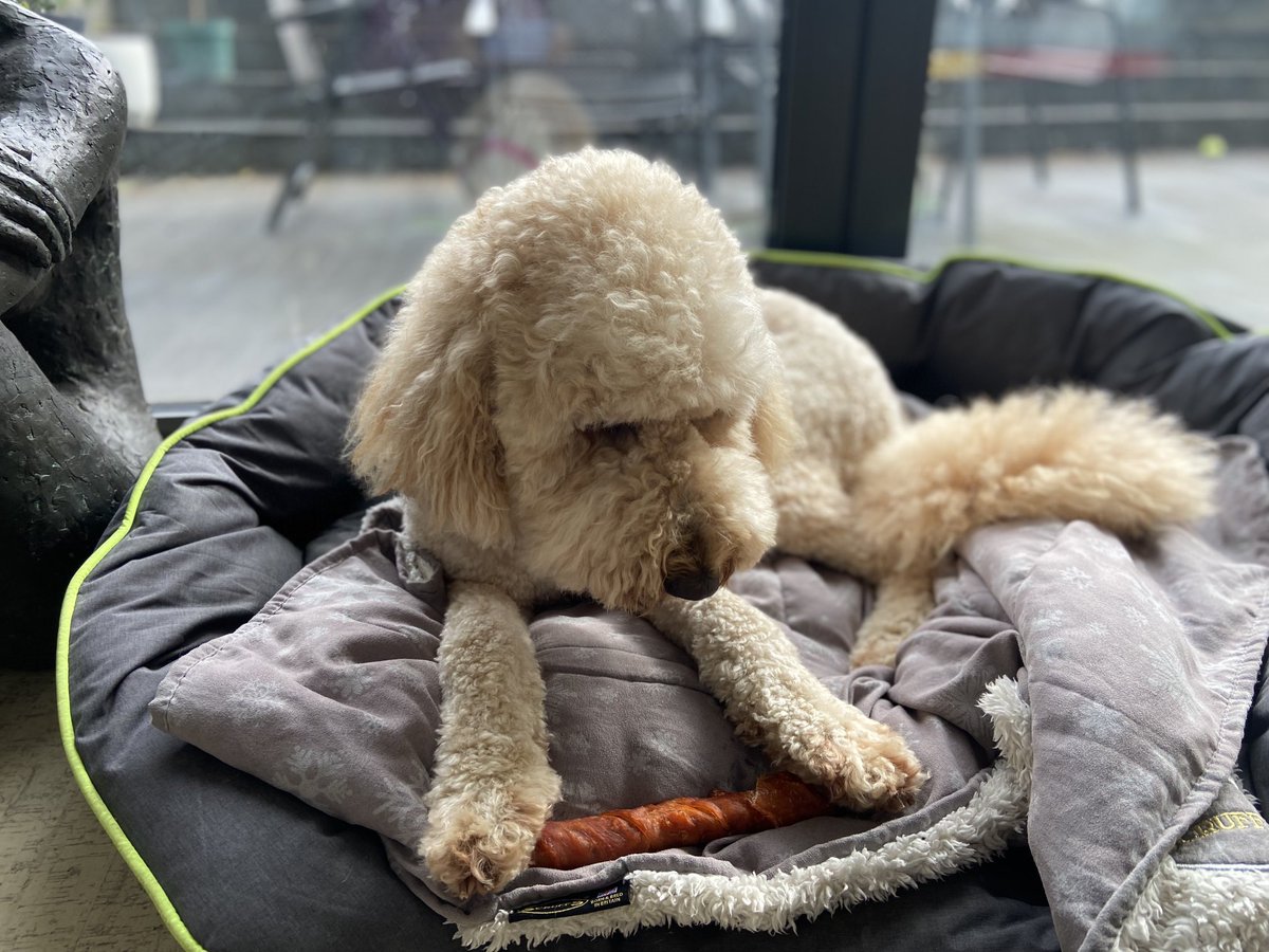 RubytheLabradoodle tweet media