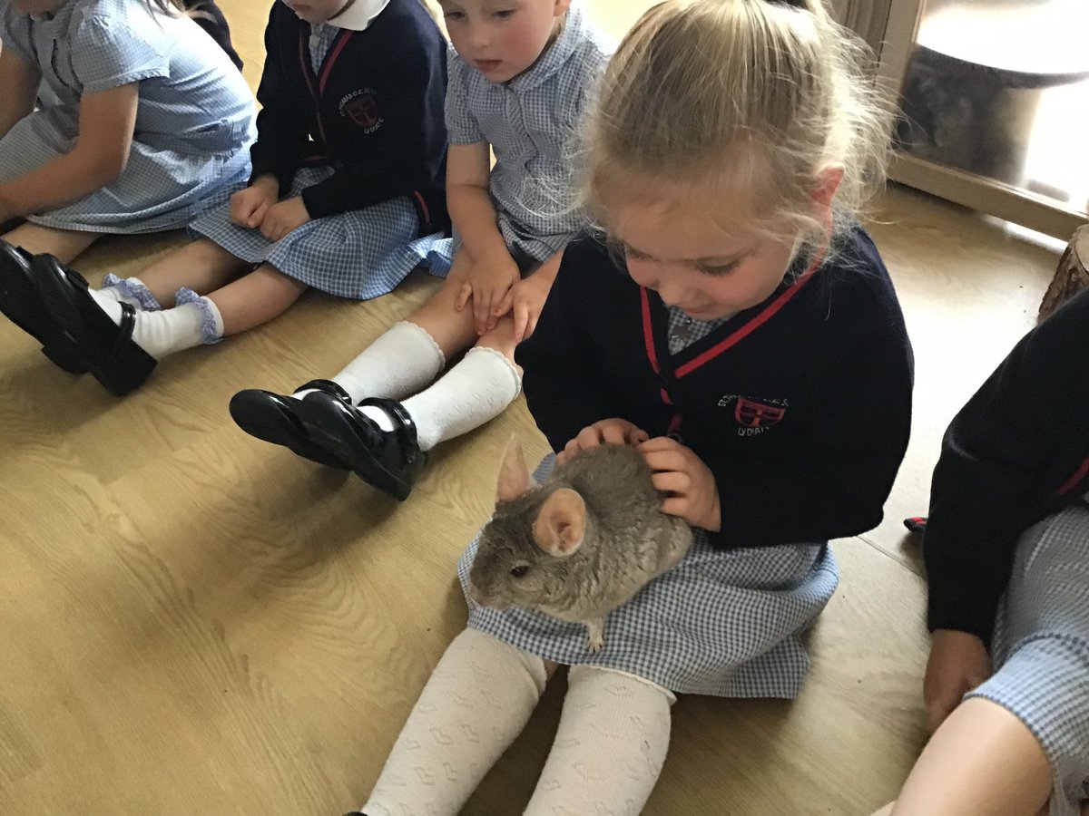 stthomasce's tweet image. Nursery had a wonderful time meeting animals from different countries today. We met a bearded dragon, a tree frog, Monty the python, a millipede, hermit crabs, a hedgehog, a sugar glider, a chinchilla and a barn owl! @AnimalsTakeOver @LDSTEducation #stthomaseyfs