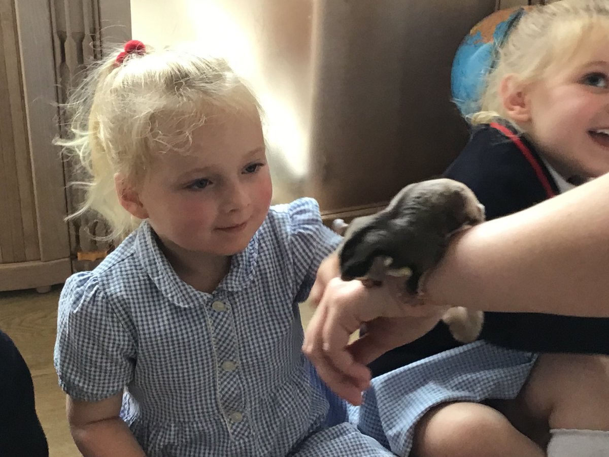stthomasce's tweet image. Nursery had a wonderful time meeting animals from different countries today. We met a bearded dragon, a tree frog, Monty the python, a millipede, hermit crabs, a hedgehog, a sugar glider, a chinchilla and a barn owl! @AnimalsTakeOver @LDSTEducation #stthomaseyfs