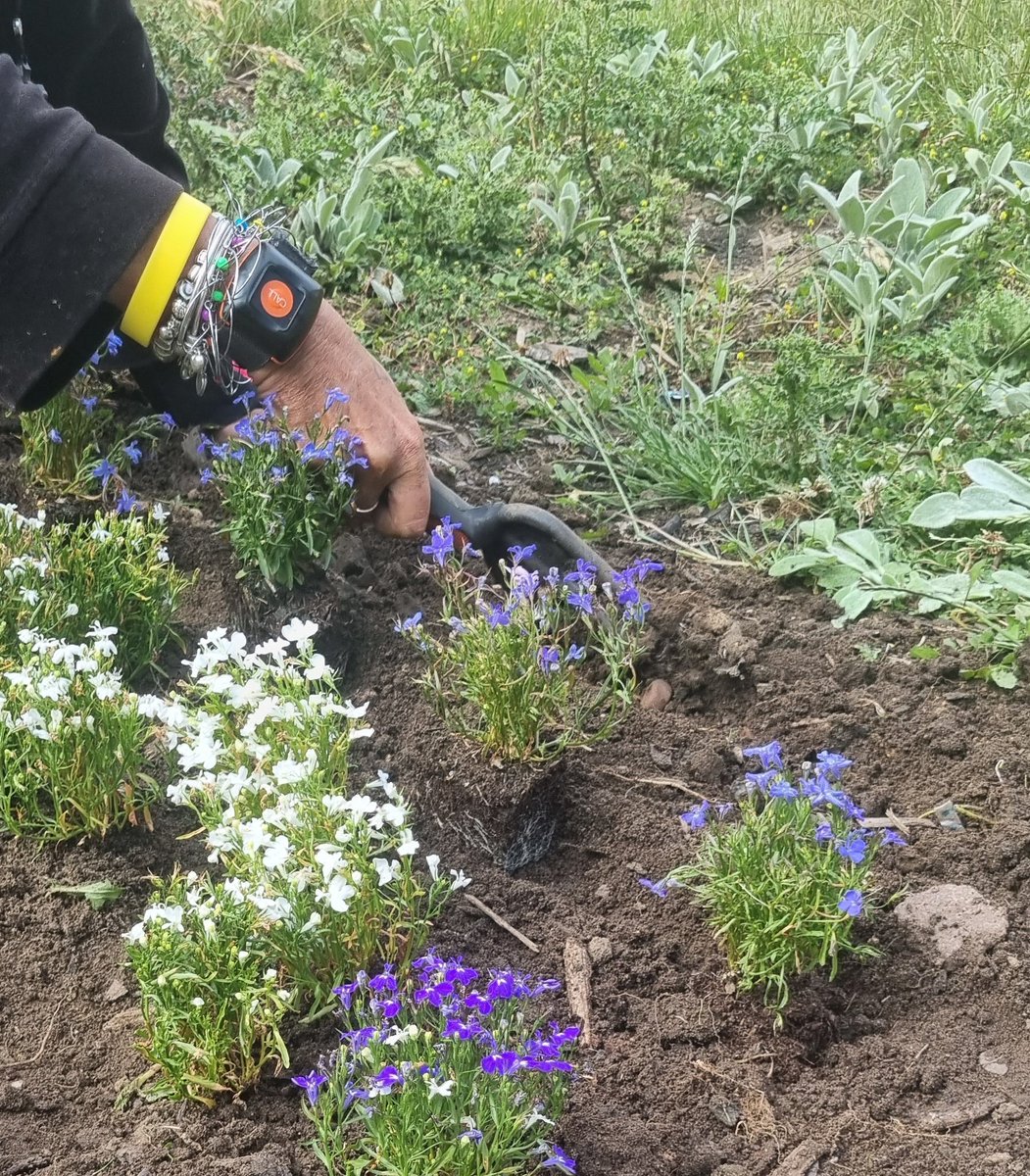 Our wonderful ladies have been helping out in the garden, tidying up our NHS rainbow bed and weeding to give the flowers room to spread out  🌈💐

@BradgateUnit <a href="/LPT_Activities/">LPT Meaningful Activities</a> @LPTChair <a href="/LPTnhs/">Leicestershire Partnership NHS Trust</a> <a href="/Raising_Health_/">Raising Health</a>