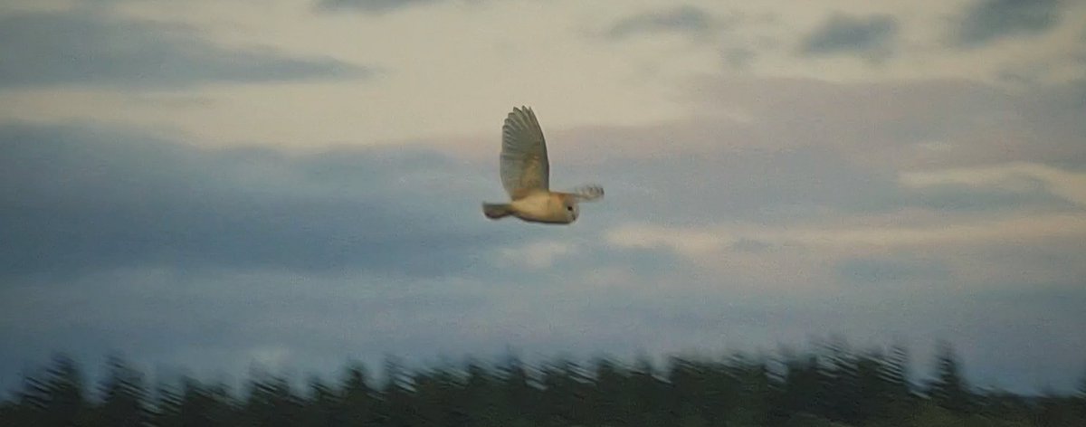 DeanRossOU's tweet photo. Look at you big little guy taken from zoom on my old Samsung phone #barnowl #VSCOcam https://t.co/jCutHZkIL9