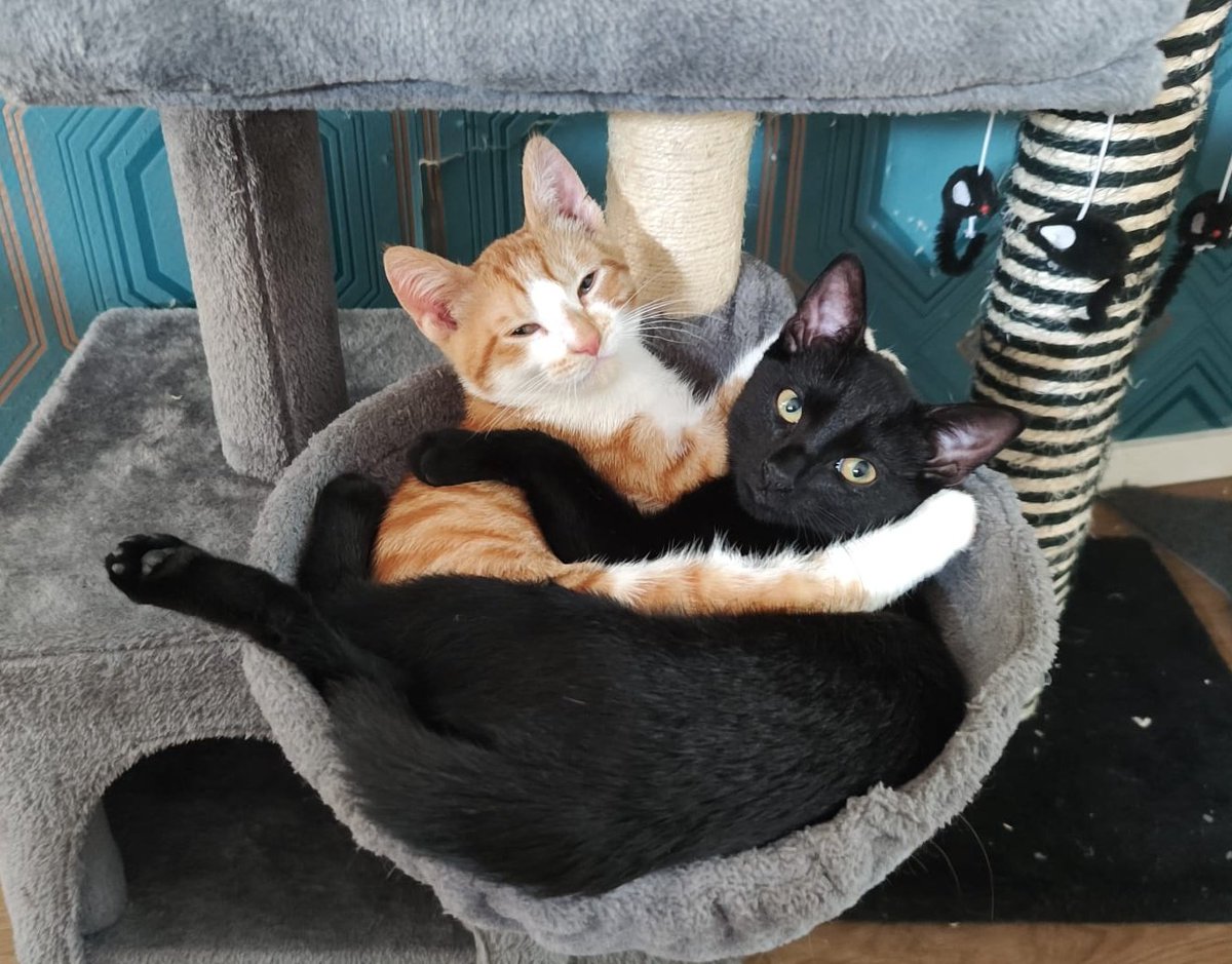 Hoe lang gaat het nog passen met zijn tweetjes in de hangmat? Heerlijk stel die 2 en ze doen echt alles samen. #ravi #nova #CatsOfTwitter