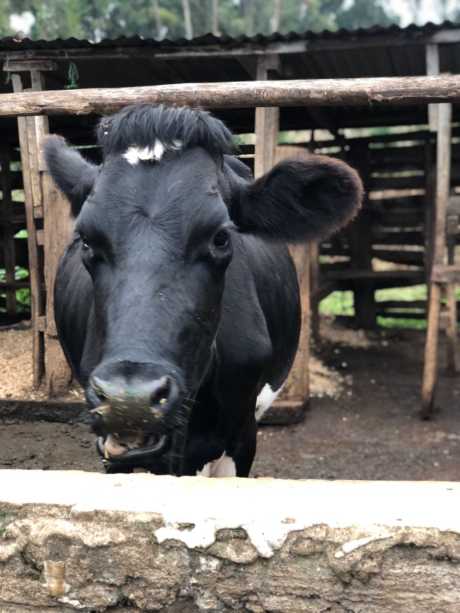 Teresa Marques tweet media