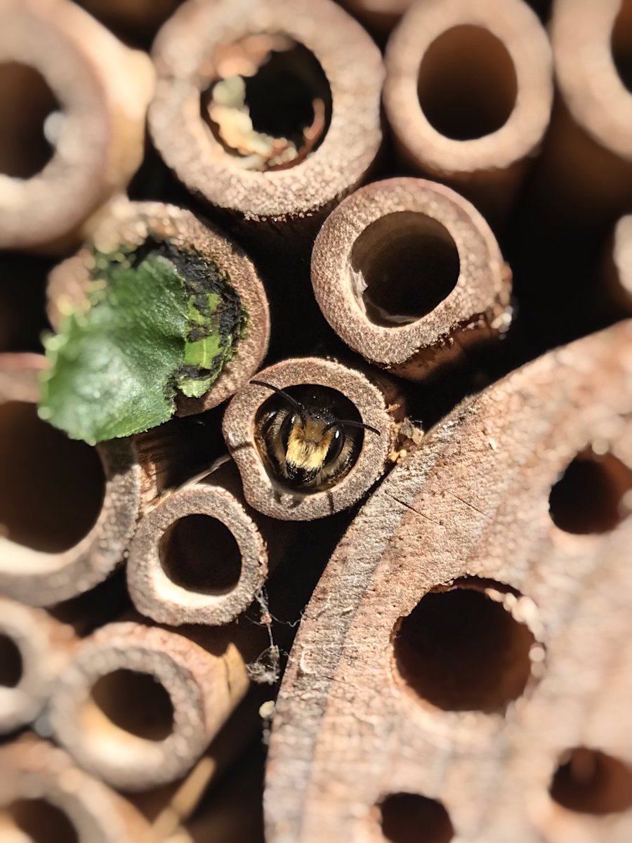 Hello, little fella! 👋 

#SolitaryBeeWeek