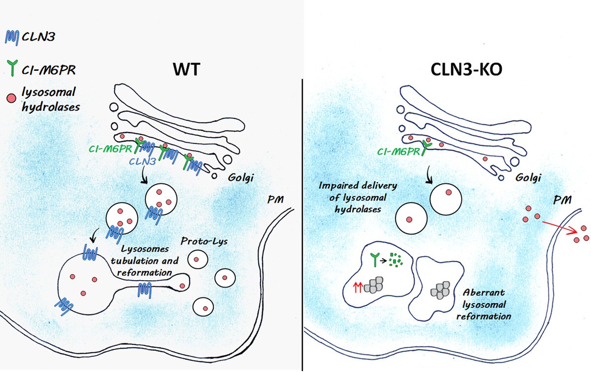 I'm very excited to share our latest publication on @NatureComms describing how the #BattenDisease protein #CLN3 is critical for #lysosome biogenesis and reformation, uncovering a novel disease mechanism. @TexasChildrens @Tigem_Telethon 

rdcu.be/dfV90