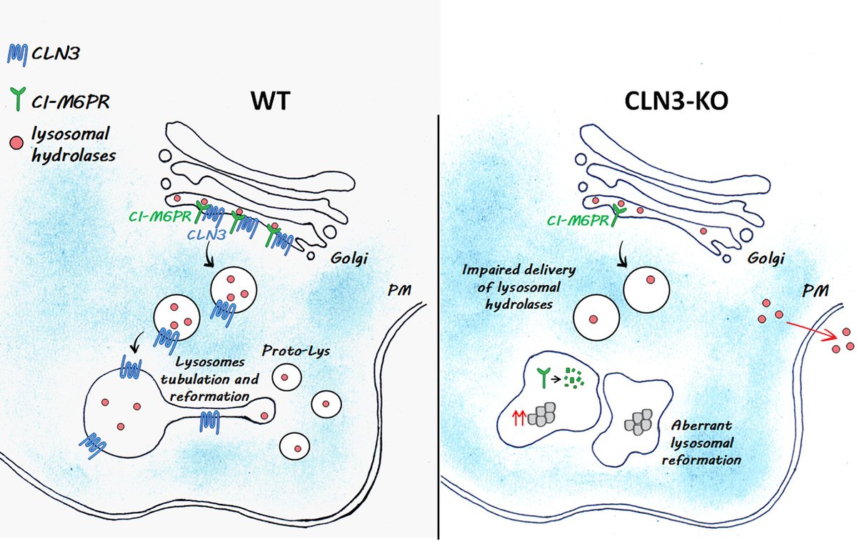 Alessia Calcagni (@alessiacalc) on Twitter photo I'm very excited to share our latest publication on <a href="/NatureComms/">Nature Communications</a> describing how the #BattenDisease protein #CLN3 is critical for #lysosome biogenesis and reformation, uncovering a novel disease mechanism. <a href="/TexasChildrens/">Texas Children's</a> <a href="/Tigem_Telethon/">Tigem Telethon</a>
rdcu.be/dfV90 I'm very excited to share our latest publication on <a href="/NatureComms/">Nature Communications</a> describing how the #BattenDisease protein #CLN3 is critical for #lysosome biogenesis and reformation, uncovering a novel disease mechanism. <a href="/TexasChildrens/">Texas Children's</a> <a href="/Tigem_Telethon/">Tigem Telethon</a>
rdcu.be/dfV90