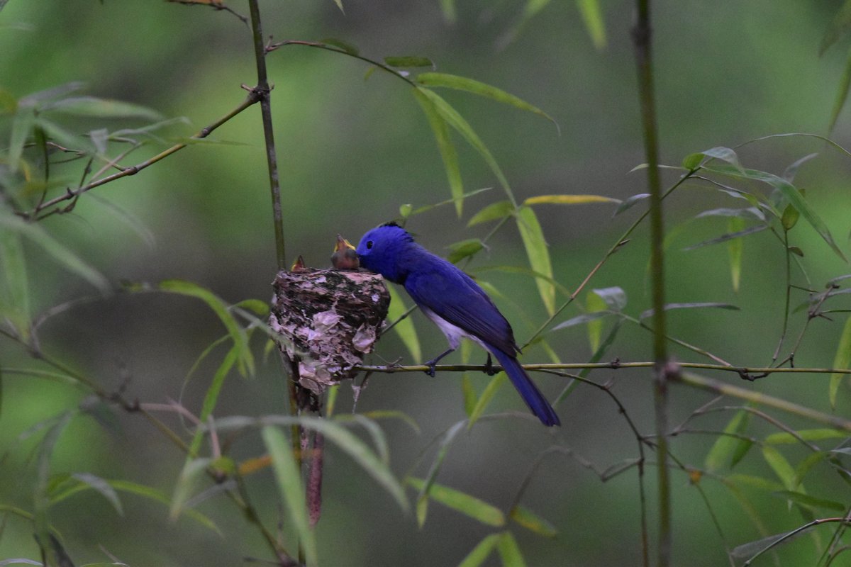 vishwaroopa19's tweet image. Monarch feeding the chick&apos;s, Nikon Gears ,2020
#emeutes #นายใบเฟิร์น ,#wild