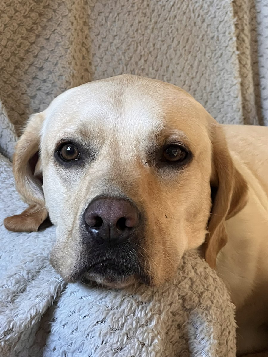 HefinR's tweet photo. The angelic look! 🙄😂 #Labrador #Boris #Butterwouldntmelt https://t.co/bk37gZC2sJ