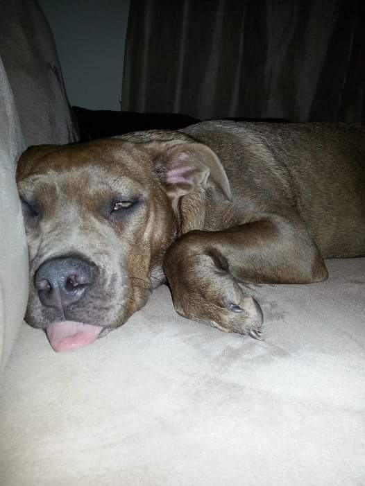 dcdre01's tweet photo. @Phil_Sledge This was my sweet gurl, Jordan. She passed a month ago and I'm still struggling with her loss. RIP Lil Big Gurl!!! https://t.co/1HQZEsh89m