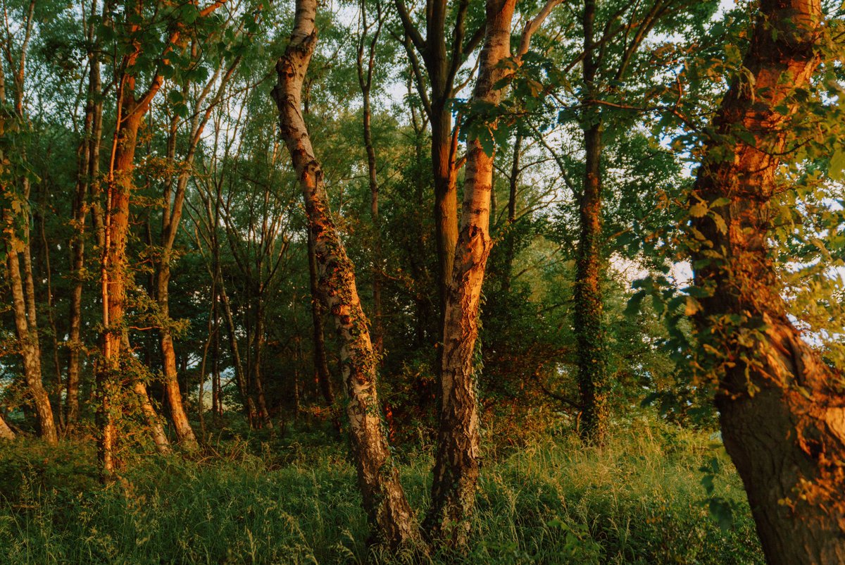 DanielCasson1's tweet photo. Moments 🍃 // https://t.co/bbZdsorGuo