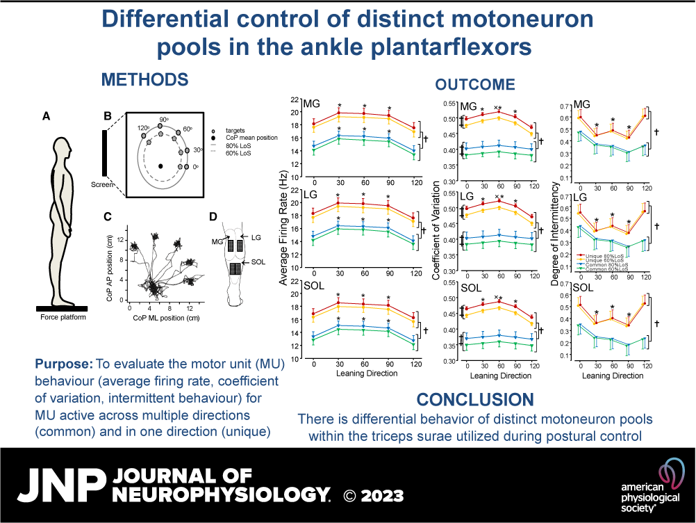 JNeurophysiol's tweet photo. ๐#FreeArticleOfTheWeek In this study, Cohen et al. demonstrate that the different subpopulations of #MotorUnits within the three muscles comprising the ankle #plantarflexors behave differently during multidirectional leaning
https://t.co/oQmoh47Ahb
@deanjgarland #PosturalControl https://t.co/1LgWbPKIya