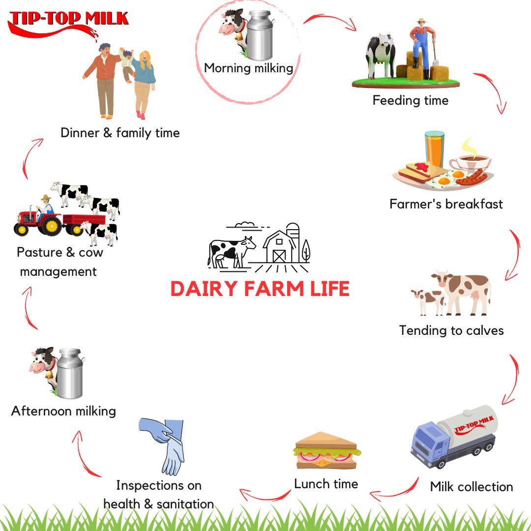 tiptop_milk's tweet photo. From early morning #milking &amp; #pasture management to #sanitation inspections, see what goes on behind the scenes on a #dairyfarm. 🌾 https://t.co/ENIAkMfgUt
