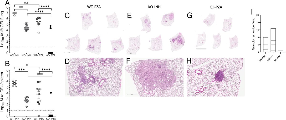 ImmunoHorizons's tweet photo. #NewinIH from Joanne Turner, VP for Research @txbiomed:
IL-10 Modulation Increases #Pyrazinamide Antimycobacterial Efficacy against M. #Tuberculosis Infection in Mice
#ReadIH #immunology @ImmunologyAAI #societypublisher π https://t.co/xDzd5ZpY3q https://t.co/xfkFKPpq3S
