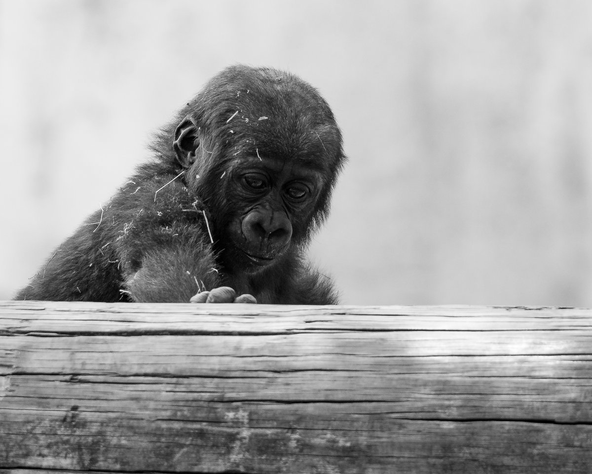 RGPHOTO2's tweet photo. Fort Worth Zoo – Bruno riding on Gracie’s back, thinking about climbing onto the structure.
#fortworthzoo #gracie #elmo #gus #bruno #gorilla #gorillas #okczoo #westernlowlandgorillas https://t.co/Gk7ztgfXqX