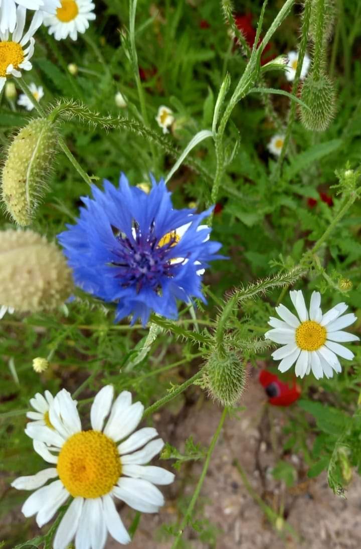 Have you seen the wildflowers along the route of the Lichfield Canal? 

You can spot them at Borrowcop Locks, along Tamworth Road, Gallows Wharf and Fosseway Heath.

#LichfieldLocal #EnjoyLichfield