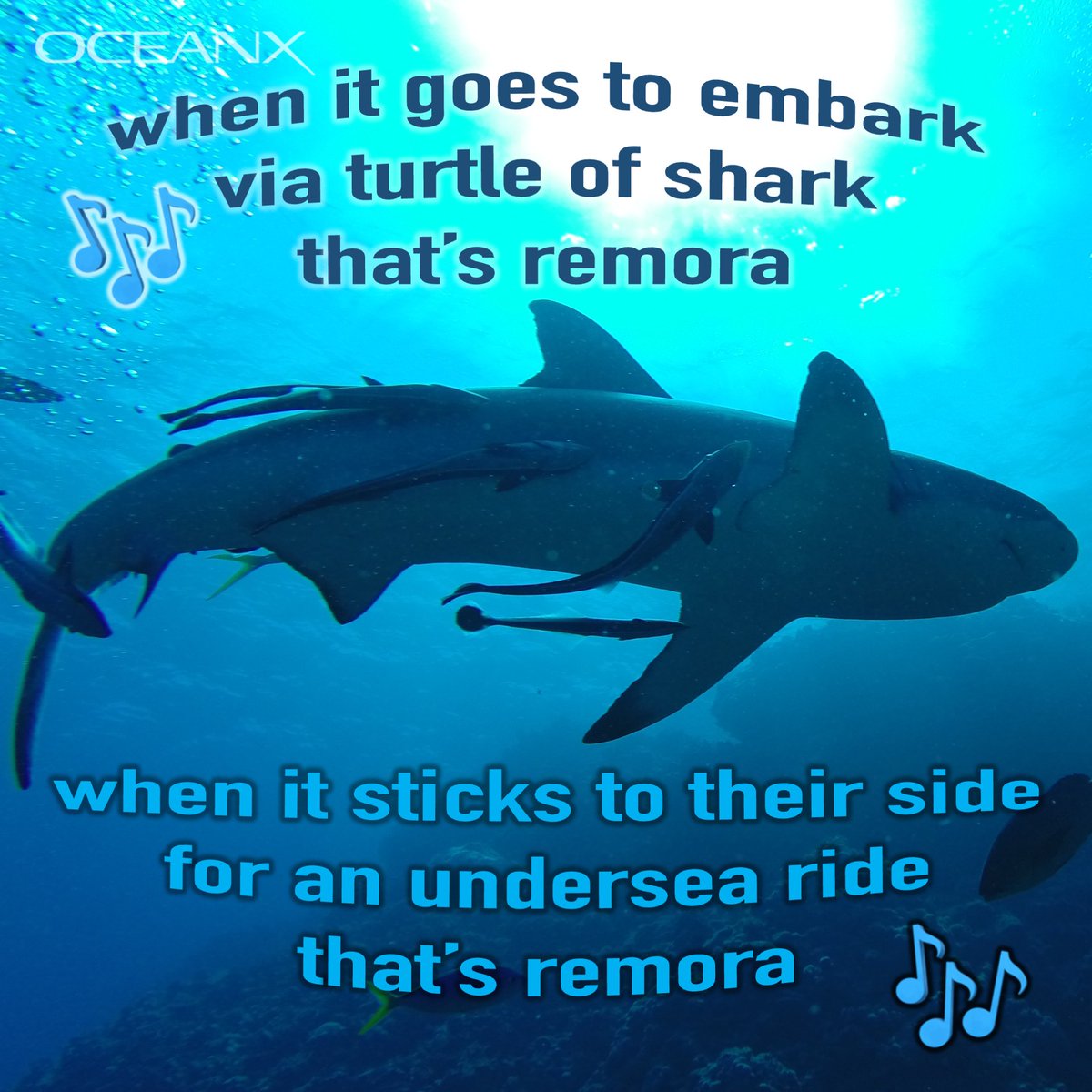 Bless that Dean Martin song and the many puns it has given the ocean community🦈 

#mememonday #remora #shark #thatsamore