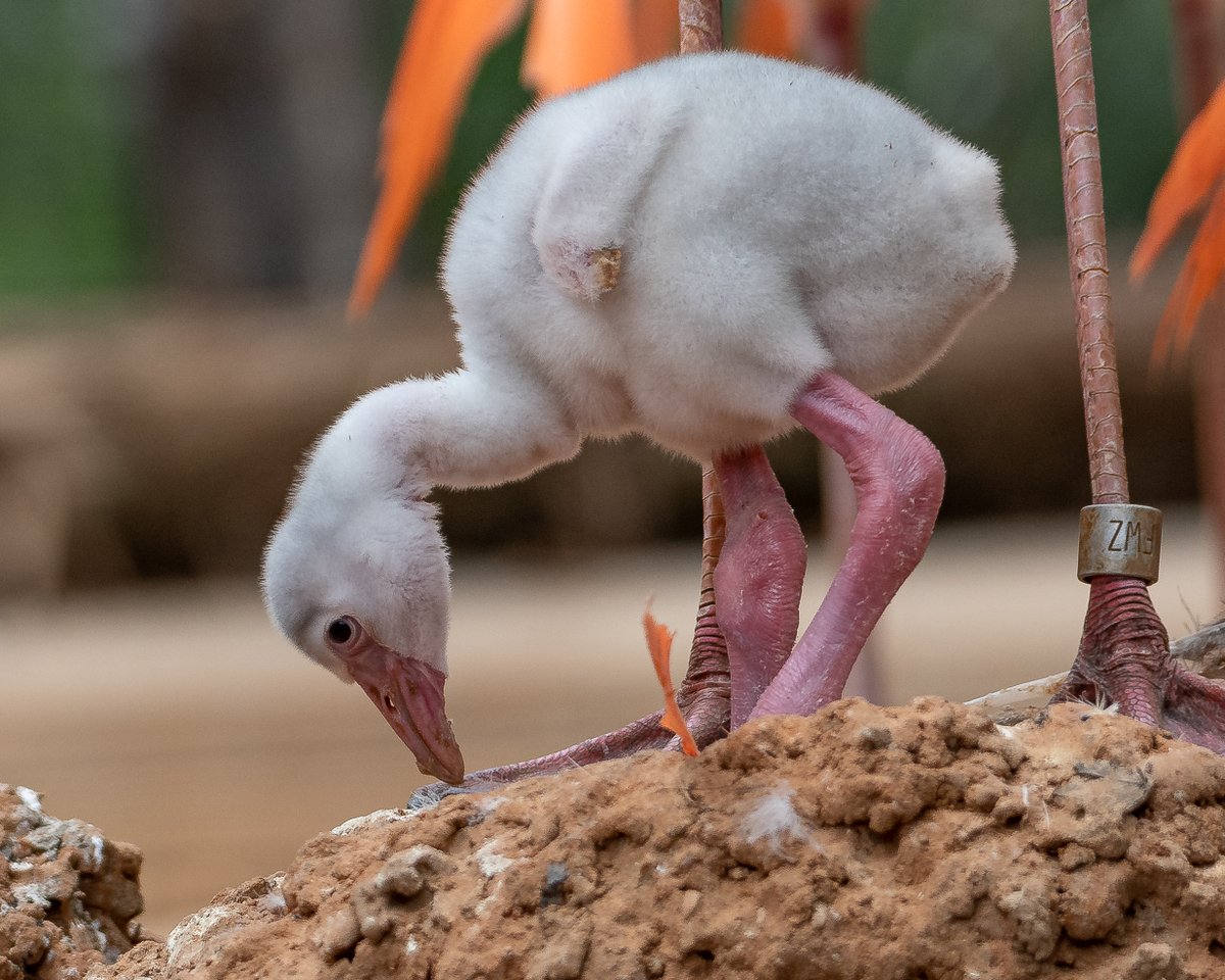 RGPHOTO2's tweet photo. Fort Worth Zoo – Baby Flamingos.
#fortworthzoo #flamingo #flamingos #richardgregoryphotography https://t.co/iI2Z7HVZdm