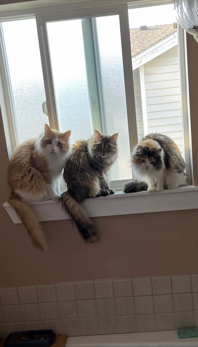 CalicoDaily's tweet image. Everybody wants what you're having