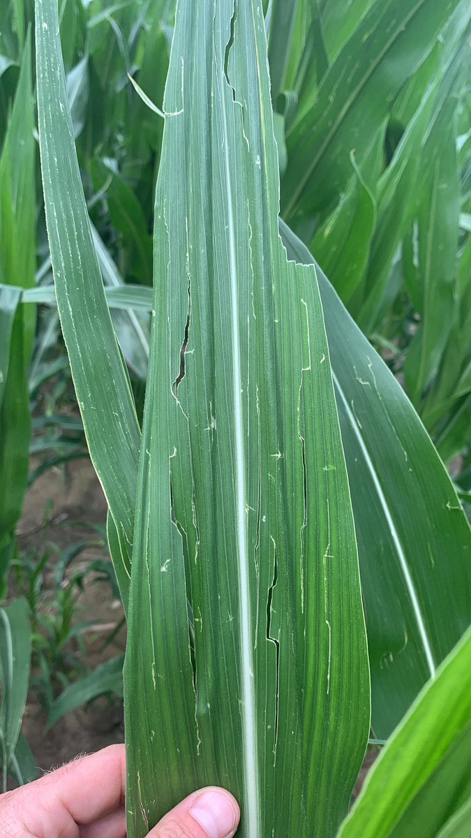 Cody Evans tweet media