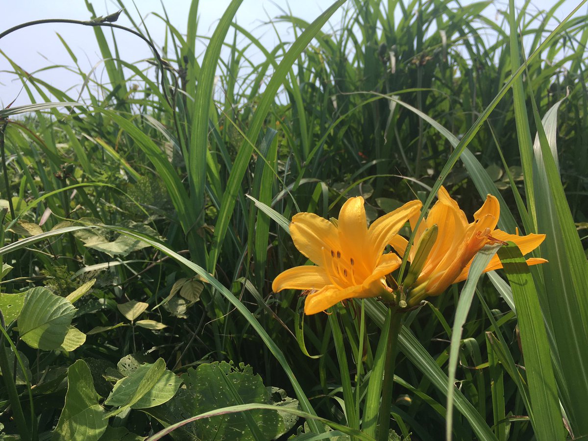 TRACE_VOUCH's tweet image. Guyさん
みなさま
おはようございます

朝一は
Guyさんの選曲がBESTです

さわやかな朝
そのままでー

 #guyperryman
#interem