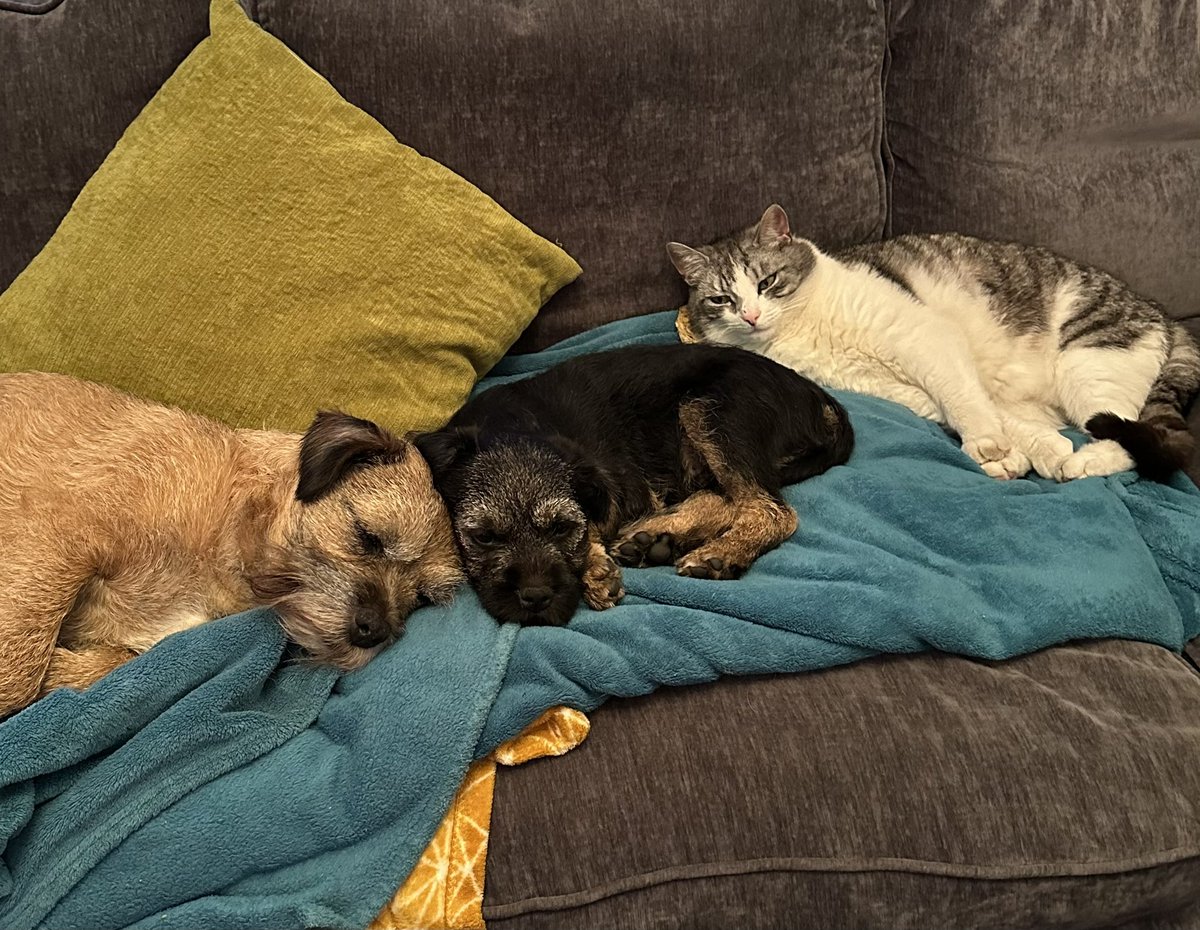 Riley_roo888's tweet photo. All quiet before bedtime 😴😴😴 #BTPosse #brothers #Rile #Rooster #Nedders #shhhhh #SleepingLions https://t.co/jxR5c5lKV5