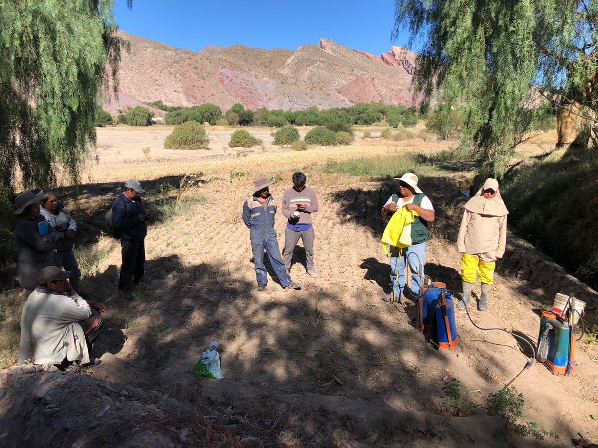 SenasagBolivia's tweet photo. #Potosí
💯⚙️SENASAG, a través del #ProyectoHortalizas, en coordinación con el GAM-Tupiza, realizó campaña de prevención de enfermedades fúngicas en almácigos de #Cebolla en comunidades: #Izque, #Villa_Pacheco, #Colchas y #La_Colorada. https://t.co/RQcEw99MX7