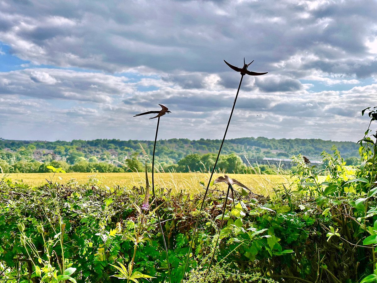 nikkilewisphoto's tweet image. Summer view.

#officeview #garden #summerview #summer #summertime #sky #field #cropfield #clouds #sunray #bluesky #hedge #herts #hertslife