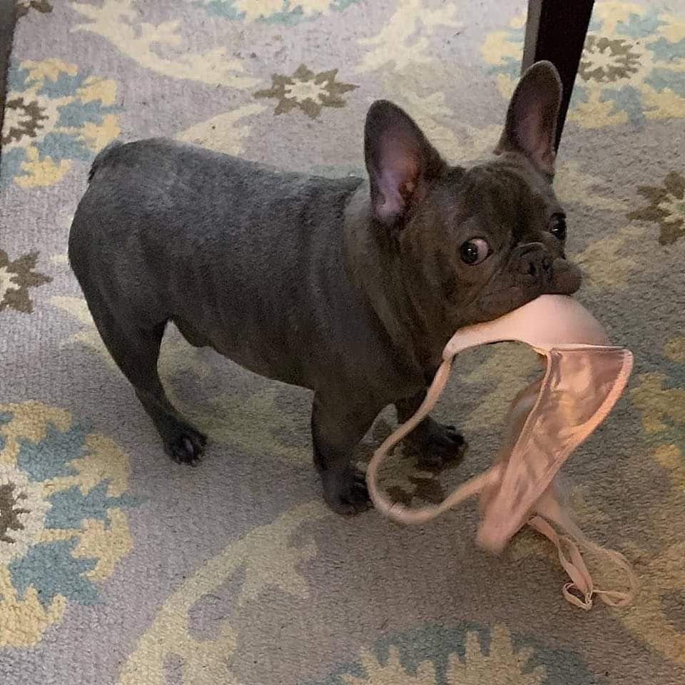 Frenchie Owners tweet media
