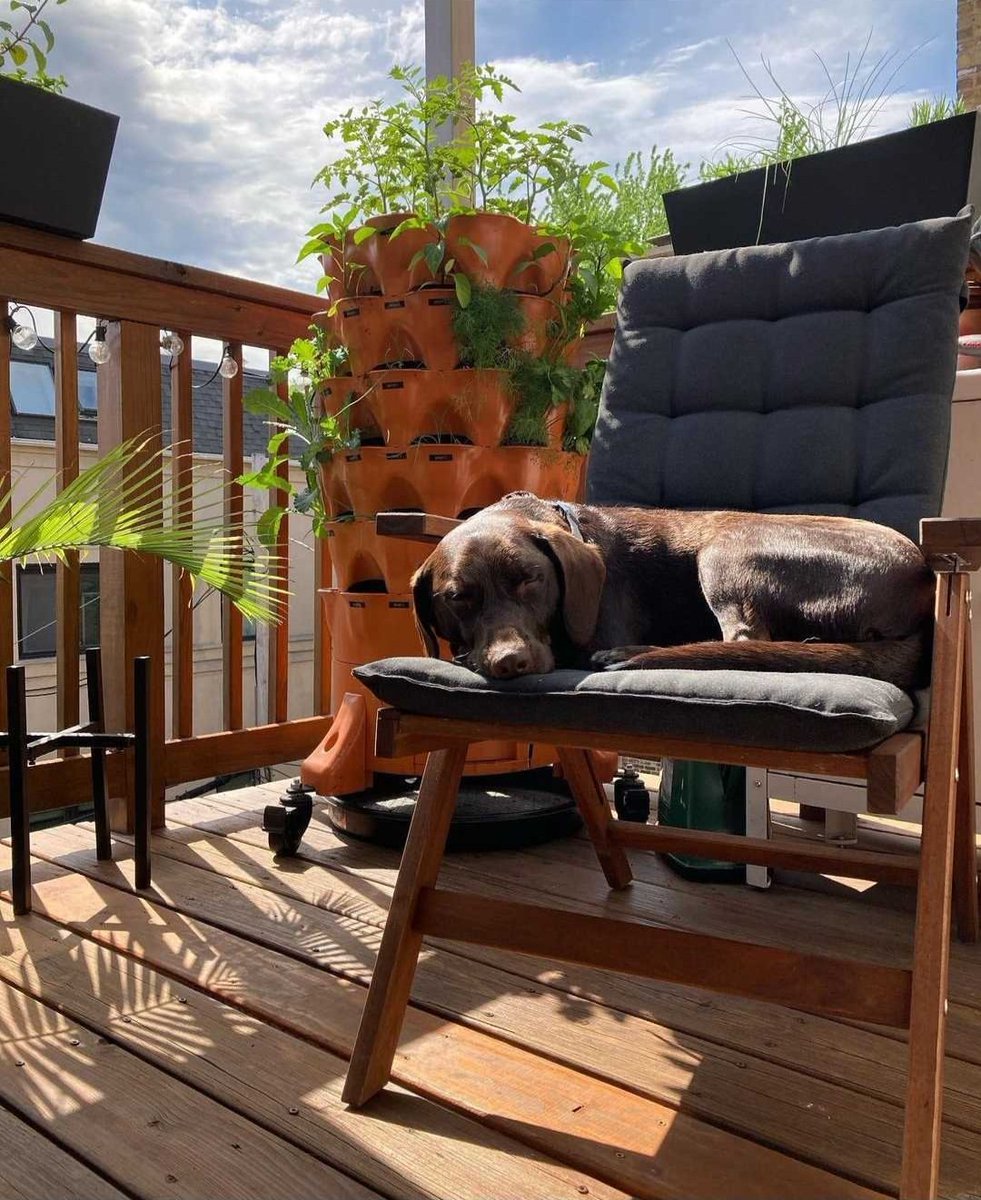 EVERYONE can enjoy the Garden Tower 2 — even your furry friends🐾

📸: latesya on Instagram