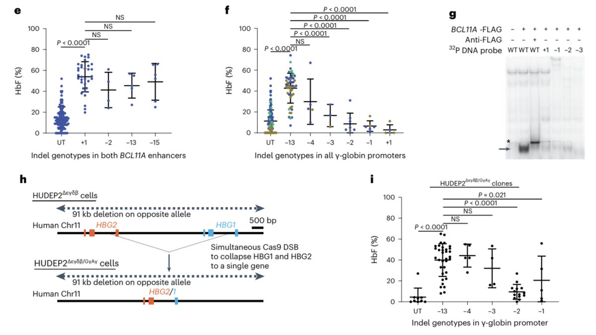 However, Cas9 nuclease generated a complex mixture of indel outcomes that varied in their ability to induce fetal hemoglobin production. Analysis of individual clones showed most increased HbF levels, but some did ~nothing, while others DECREASED HbF levels vs no treatment. 5/10