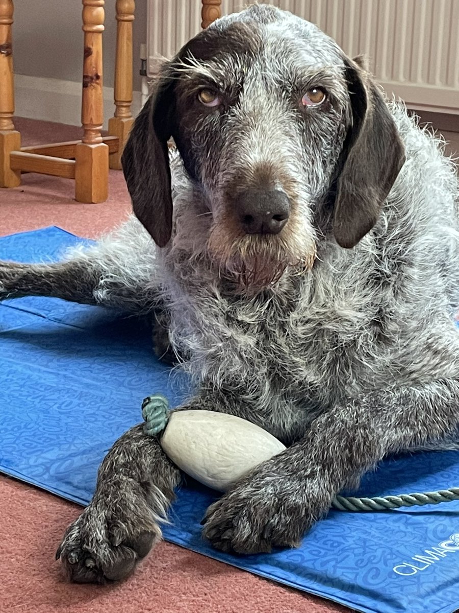 HayhurstBoo's tweet photo. Do you want to play &amp; keep cool? #coolmat #dogtoy #cute #evening #pretty #monday #mondaymotivation #love #adventure #play #dog #dogsofinstagram #dogsoftwitter https://t.co/ol1uB3vujM