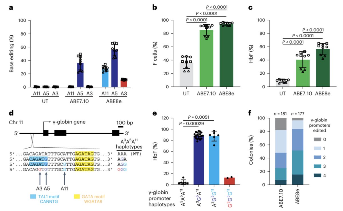 In contrast, the –175A&gt;G base edit resulted in highly potent and uniform induction of HbF that was linearly proportional to editing efficiency, consistent with much more homogenous outcomes of base editing at the target site. 6/10